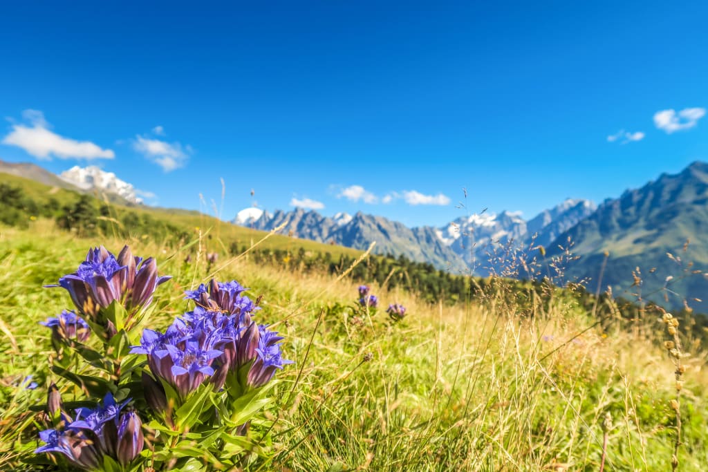 Fiori di campo viola e montagne sotto un cielo luminoso in Georgia, trekking "Girolibero"